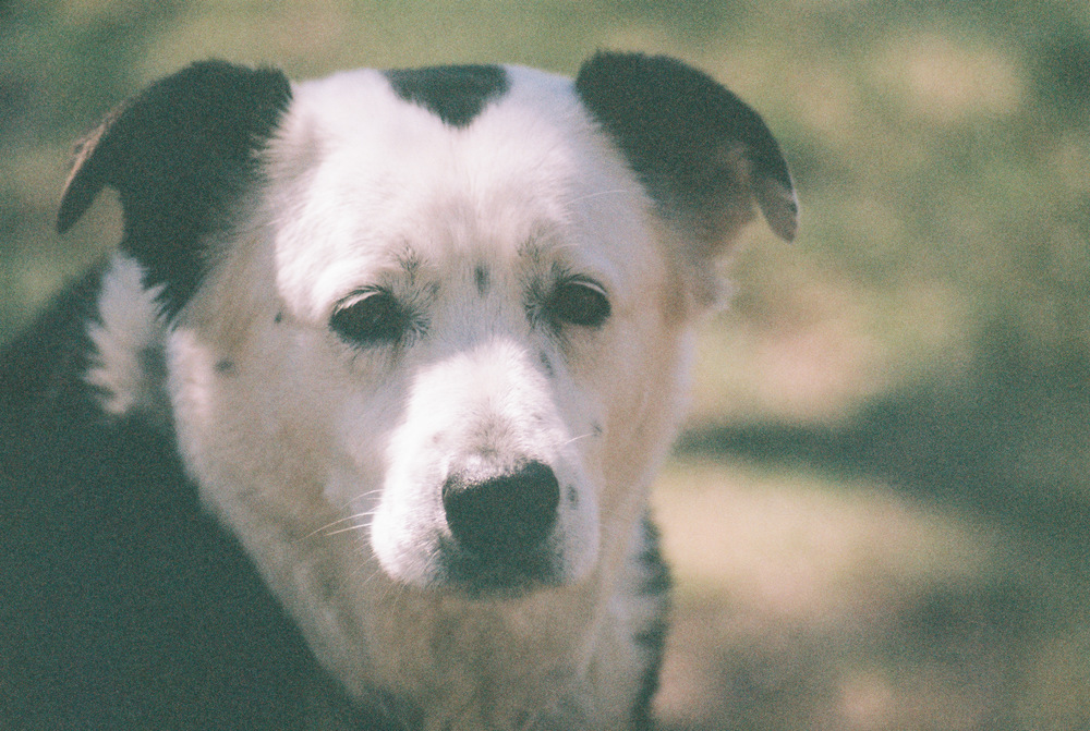 I love my old dog. This makes him look older, but I still love it. 