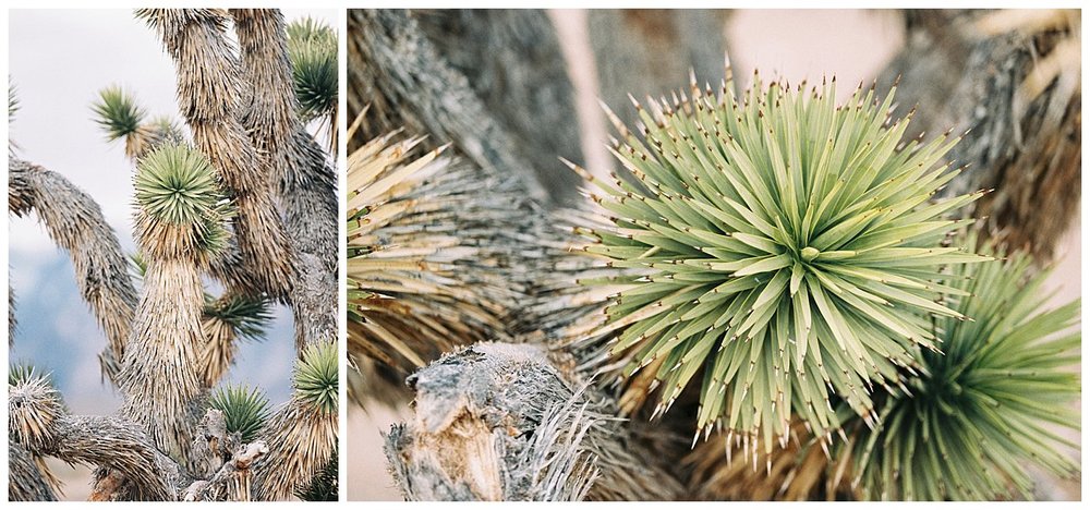 This cactus tree really intrigued me. I loved it! 